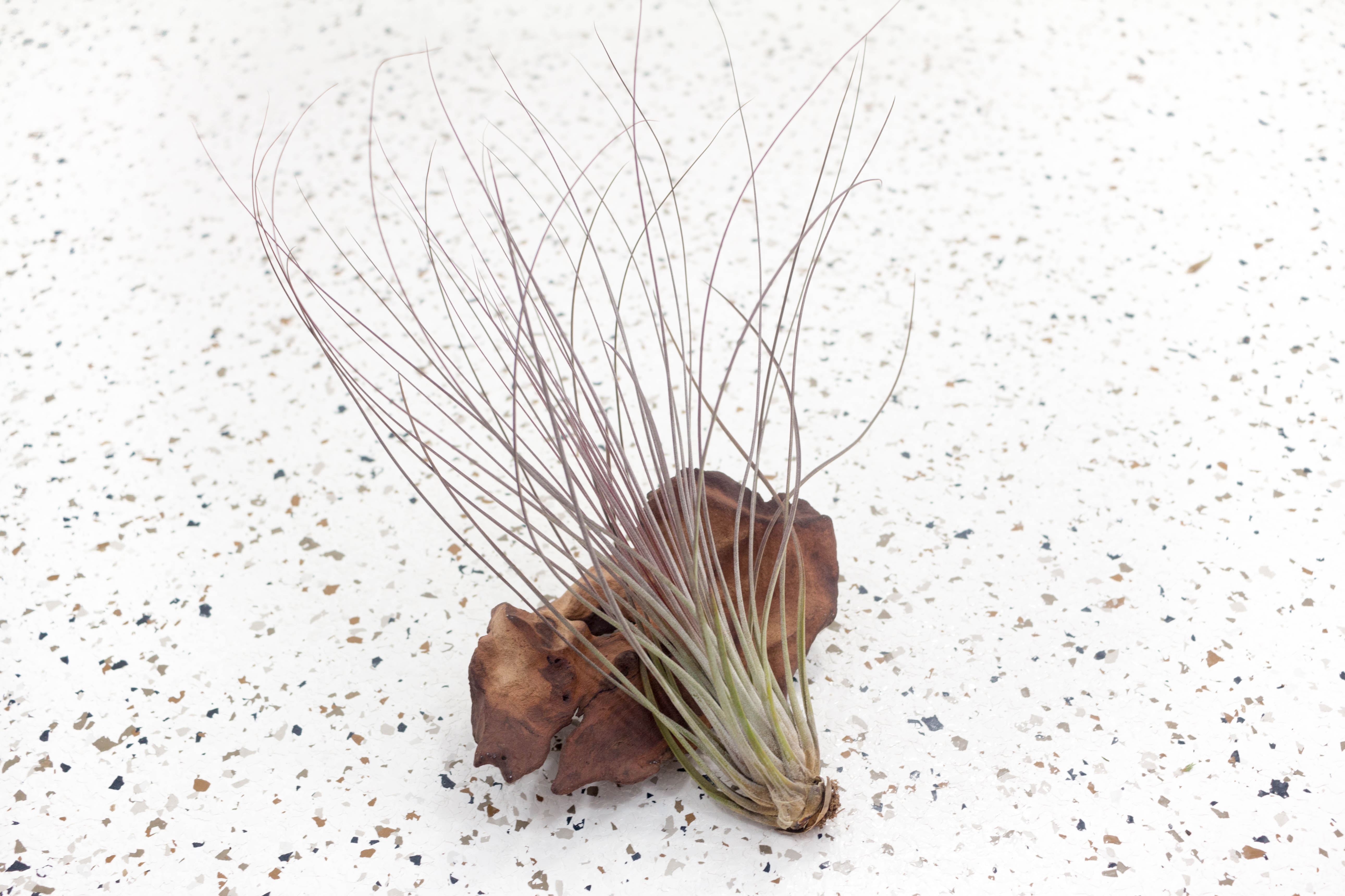 air plant brown bottom Air Plants