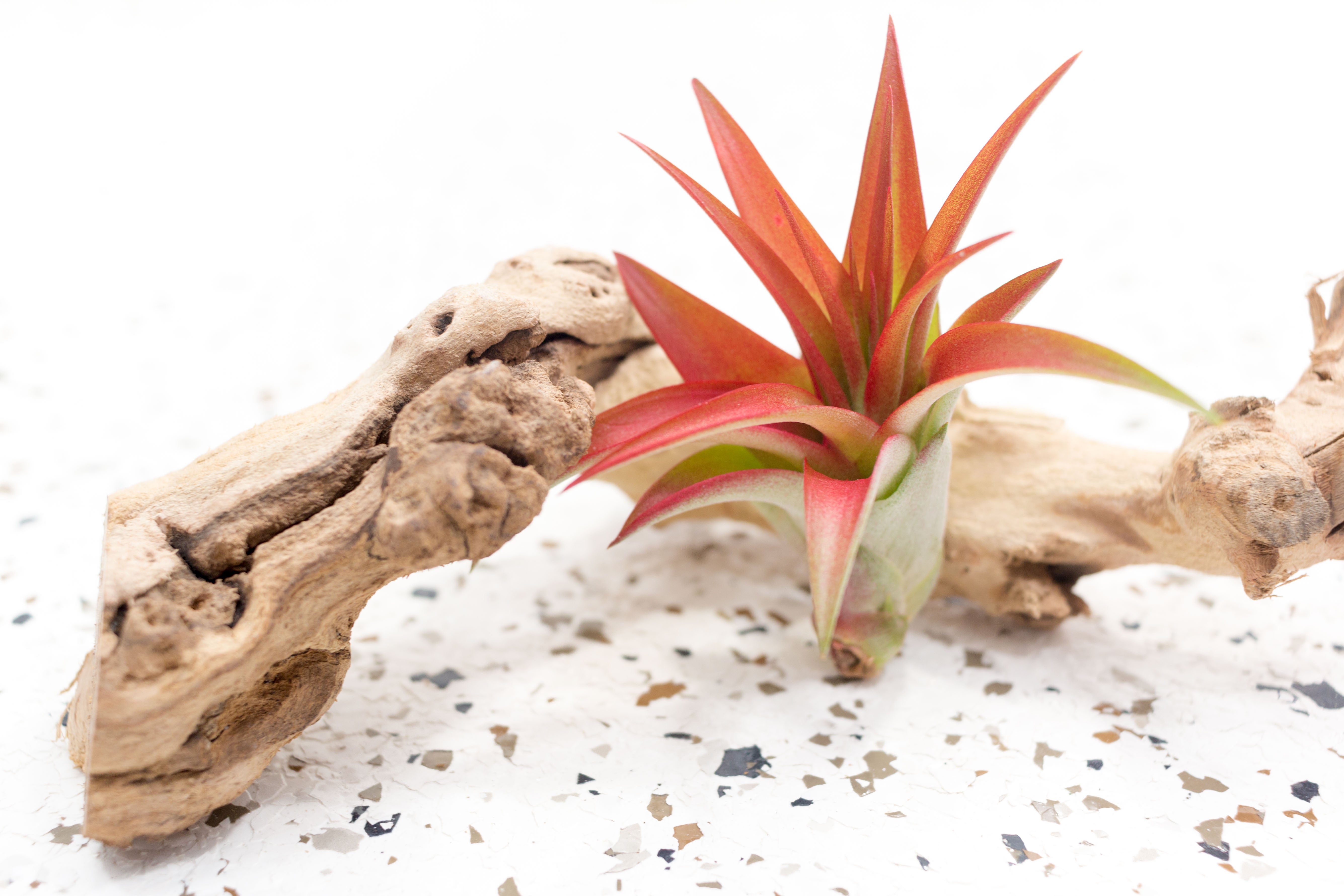red air plant care Tillandsia Red Abdita Brachycaulos Air Plants, Regular / 5 Pack
