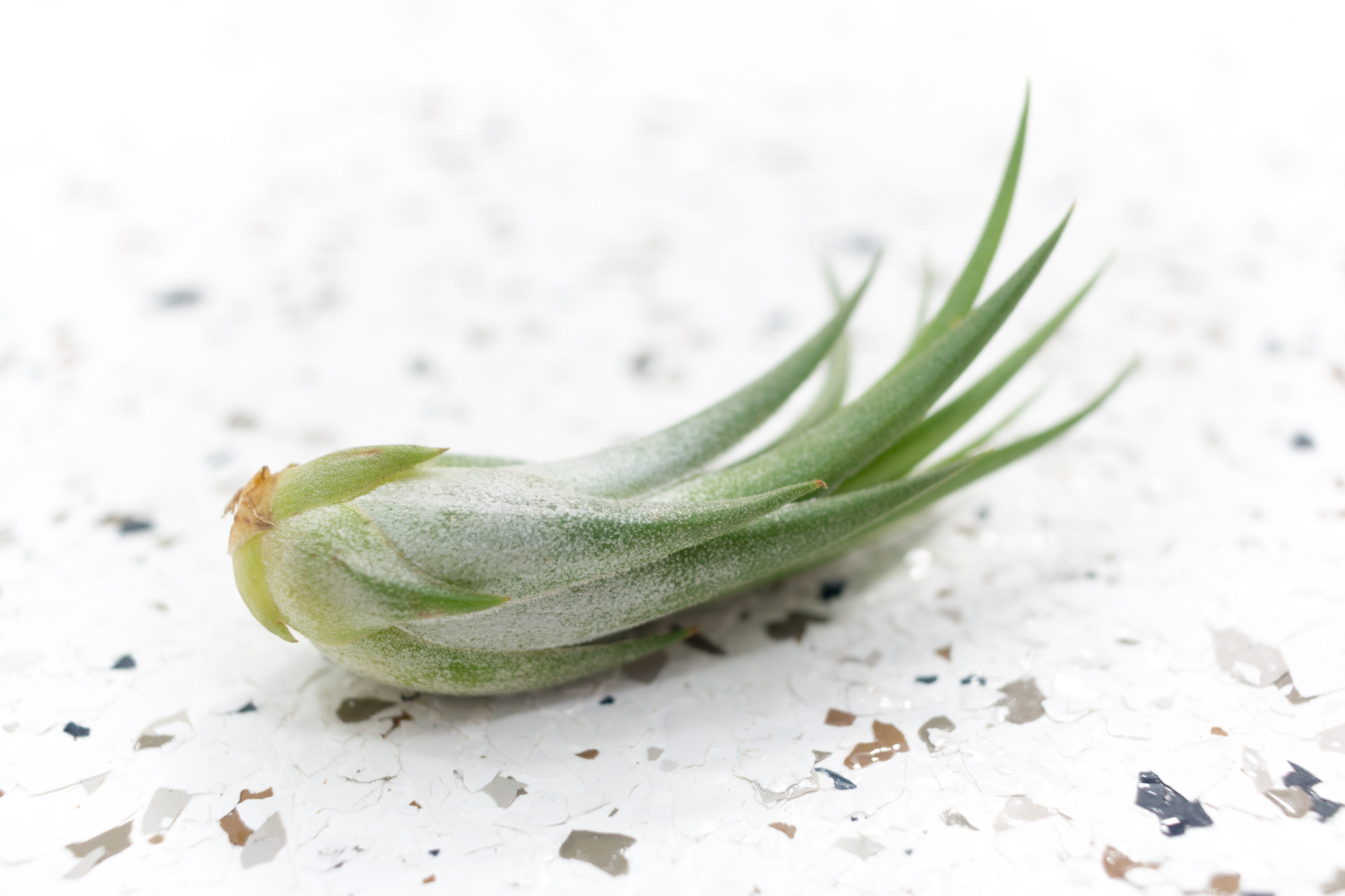 sanko air plant Tillandsia Ionantha Scaposa 'Kolbii' Air Plants, Large / 3 Pack