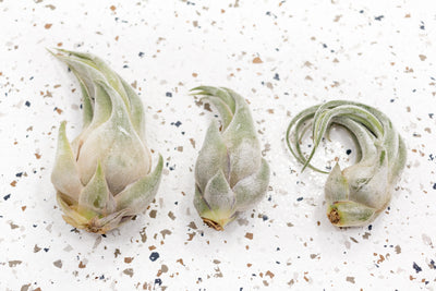 3 Tillandsia Seleriana Air Plants of Varying Body Types and Sizes