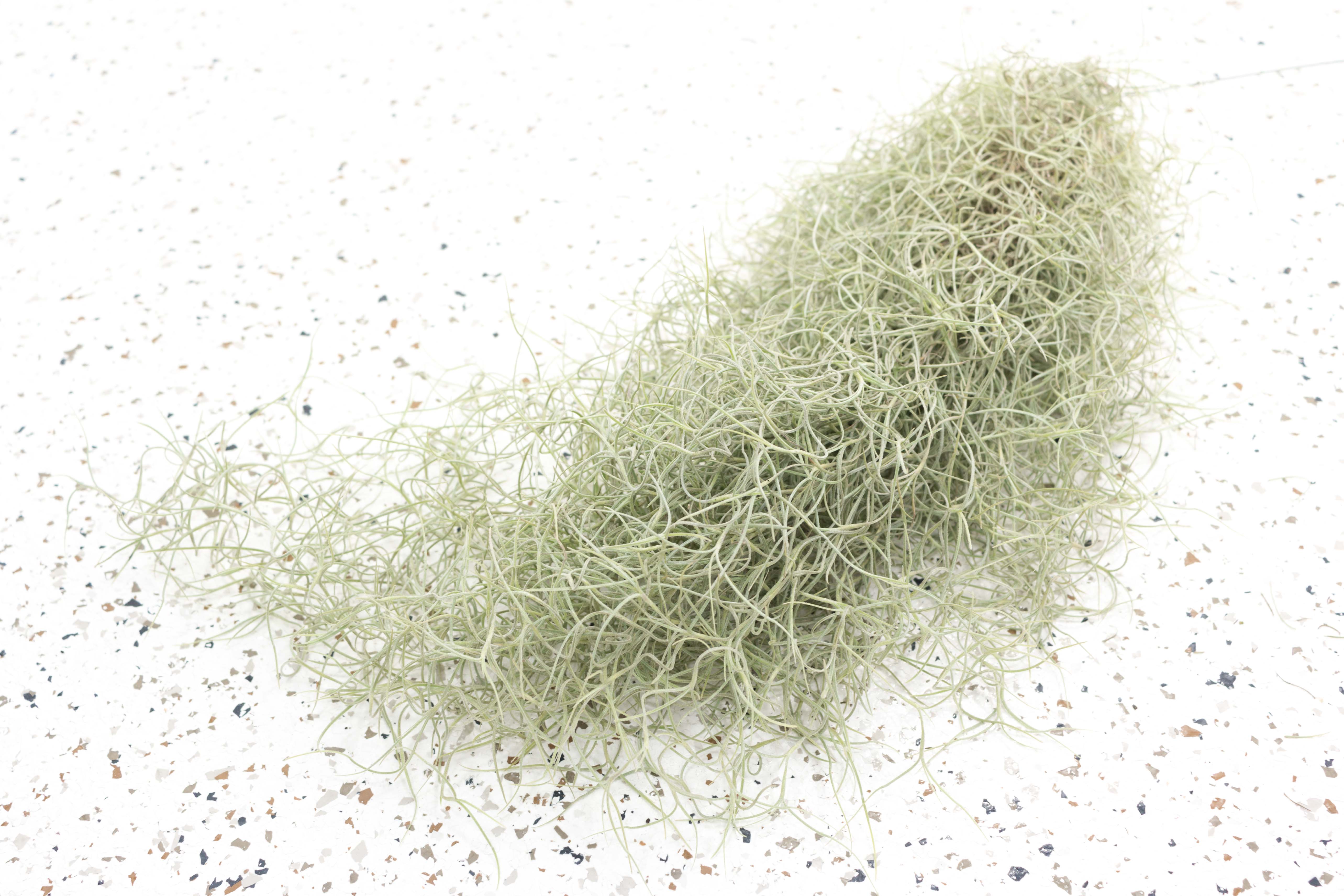 spanish moss air plant care Wholesale - Tillandsia Usneoides Clumps