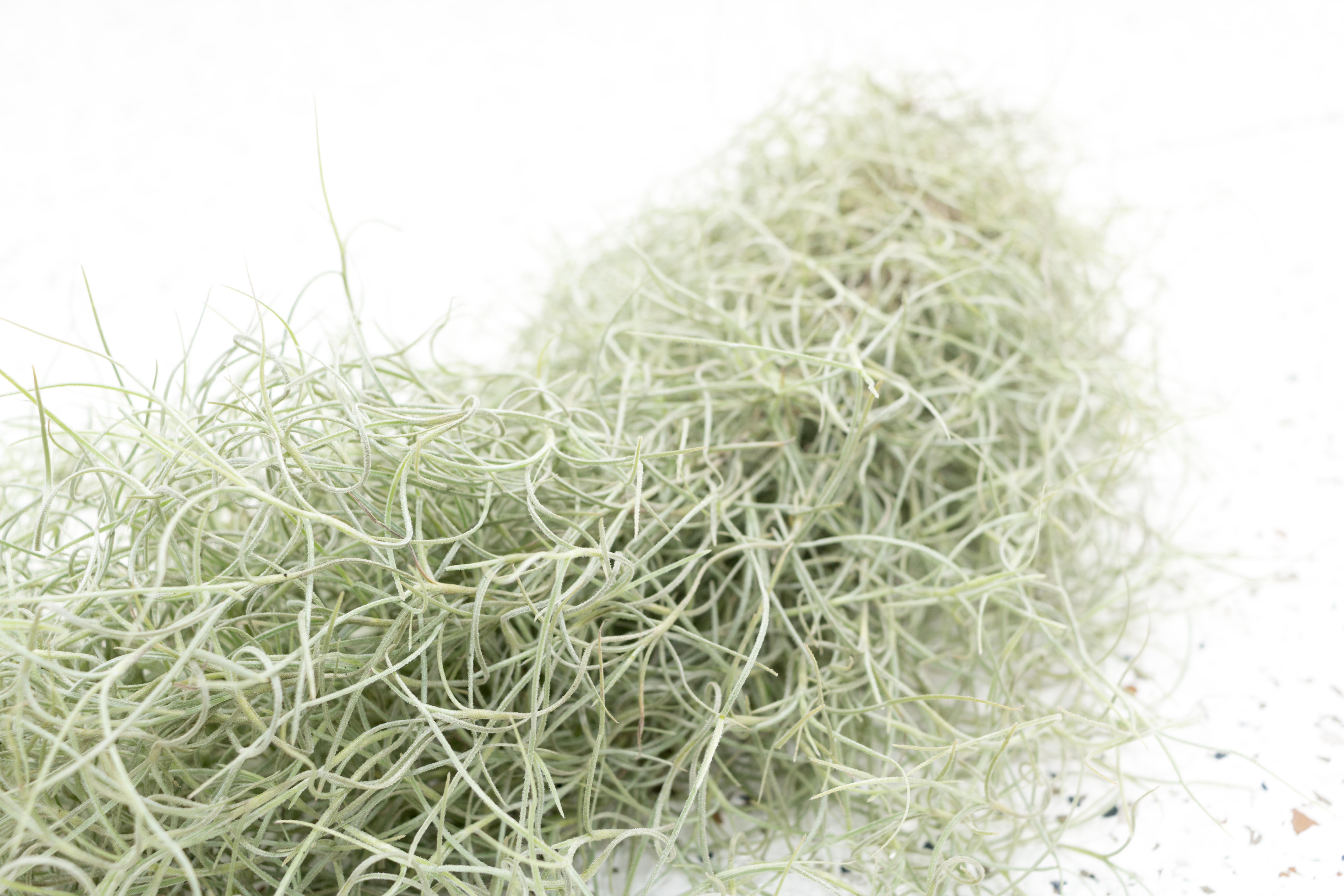 Packs of 3, 6 or 9 Colombia Thick Spanish Moss - Tillandsia Usneoides Clumps - Save 30%, 6 Pack