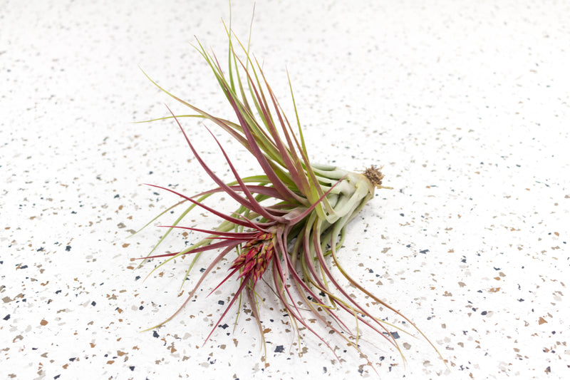 Blushing and Blooming Tillandsia Sparkler (Brachycaulos X Concolor) Air Plant