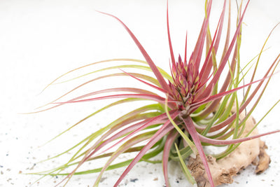 Blushing and Blooming Tillandsia Sparkler (Brachycaulos X Concolor) Air Plant
