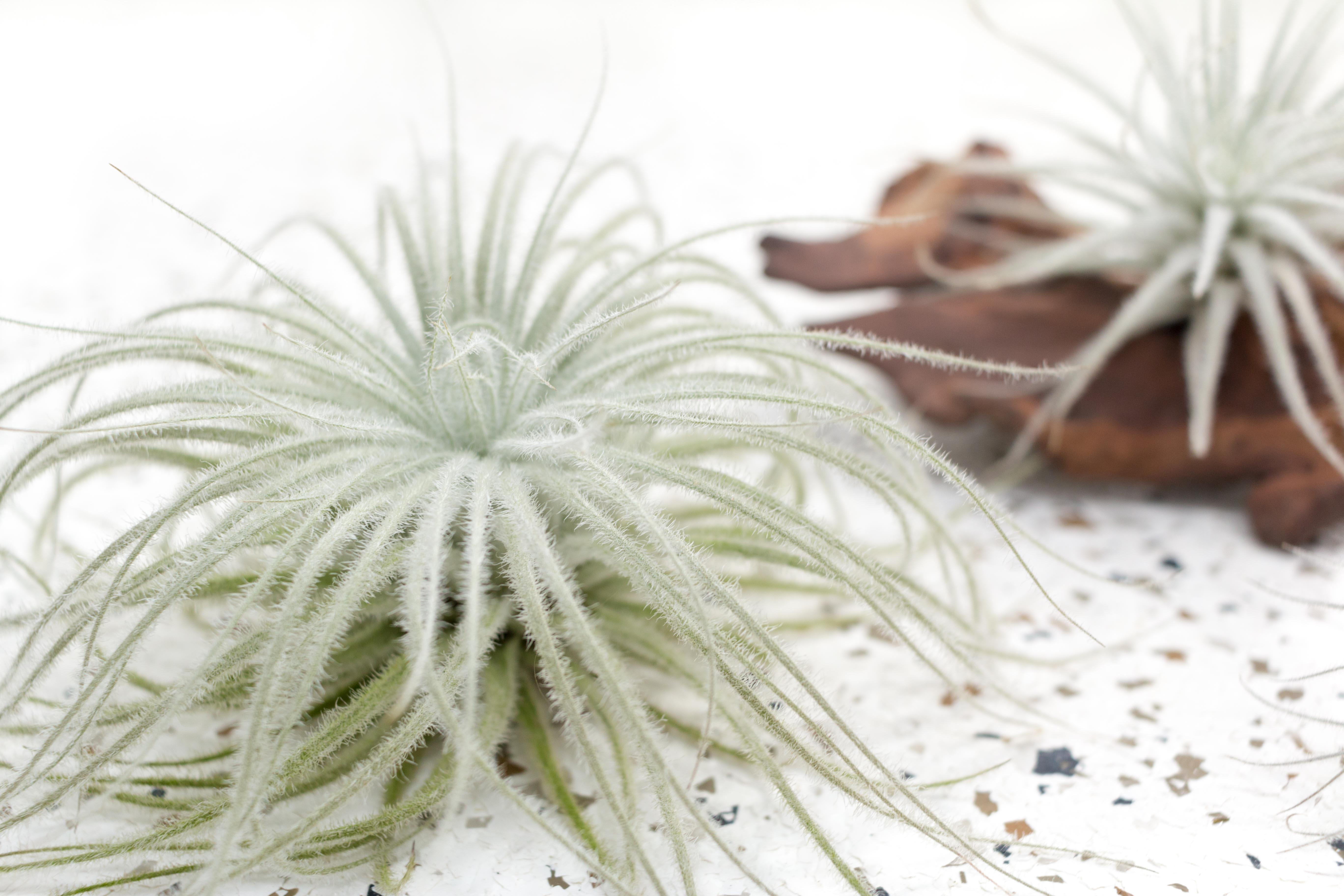 air plant tectorum Pack of 3, 6 or 9 Small Tillandsia Tectorum Ecuador Air Plants, 3 Pack