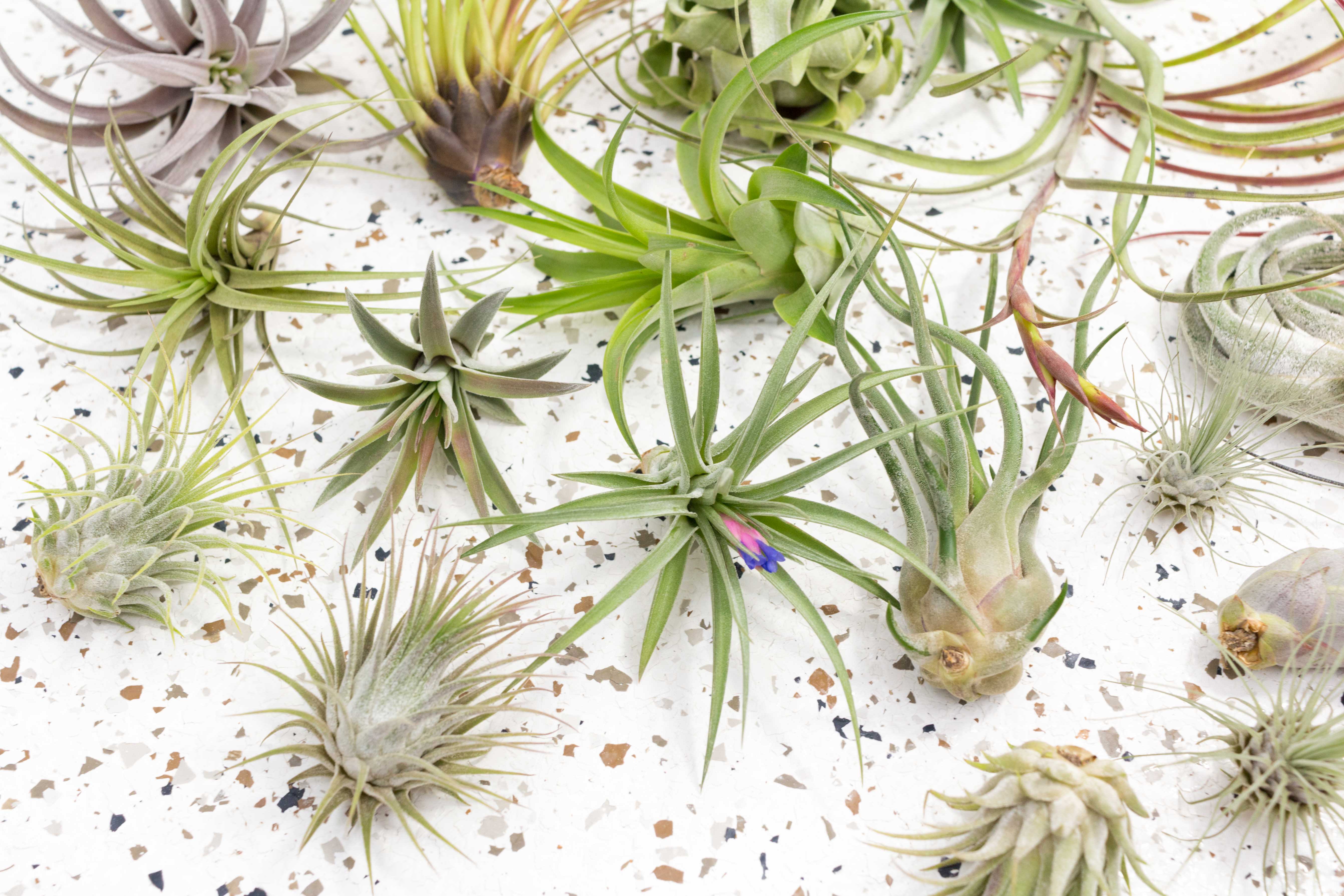 air plant city Small Air Plant Combination Grab Bag