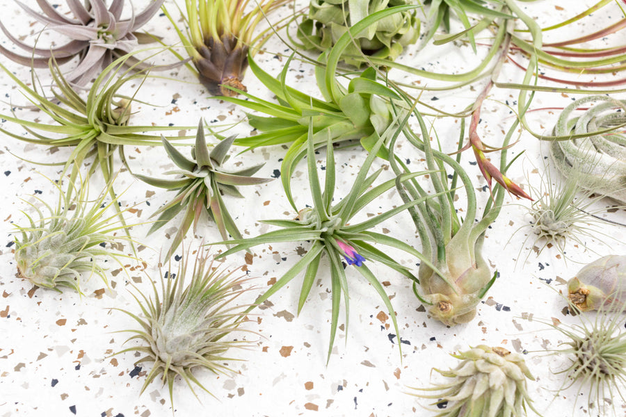 Assortment of Tillandsia Air Plants
