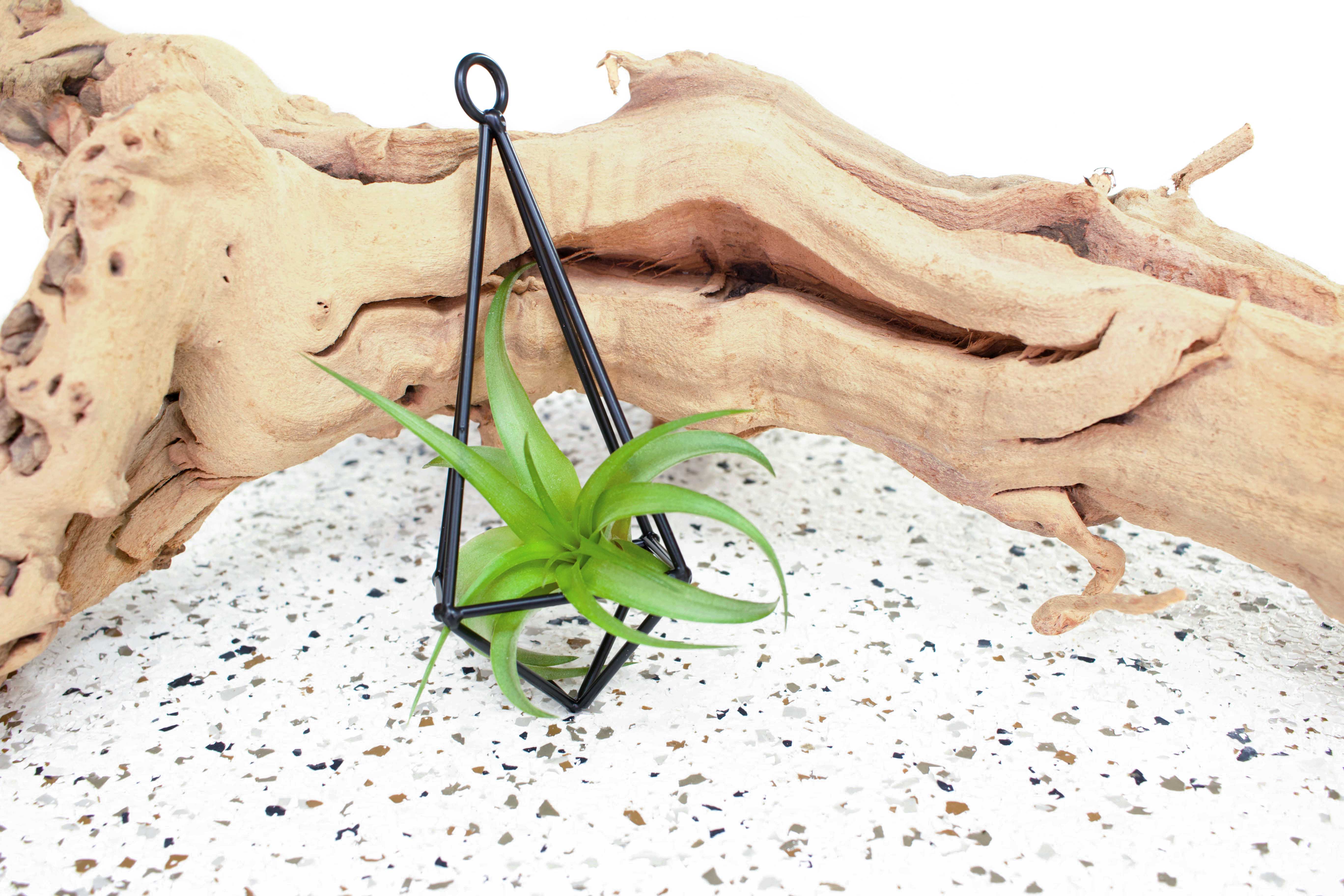 air plant pendant Hanging Metal Pendant with Assorted Air Plant