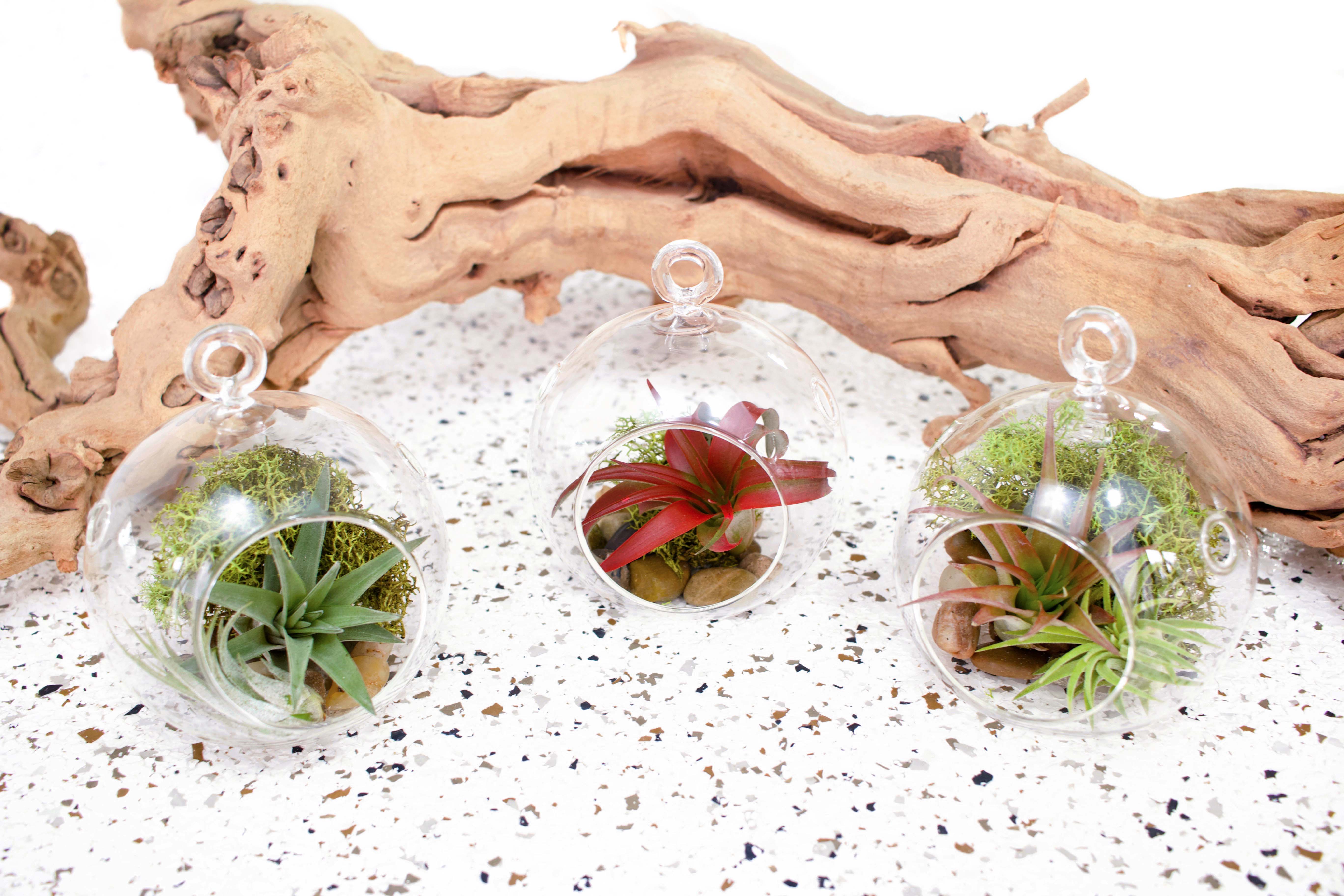 air plant trio 3 Stunning Air Plant Terrariums