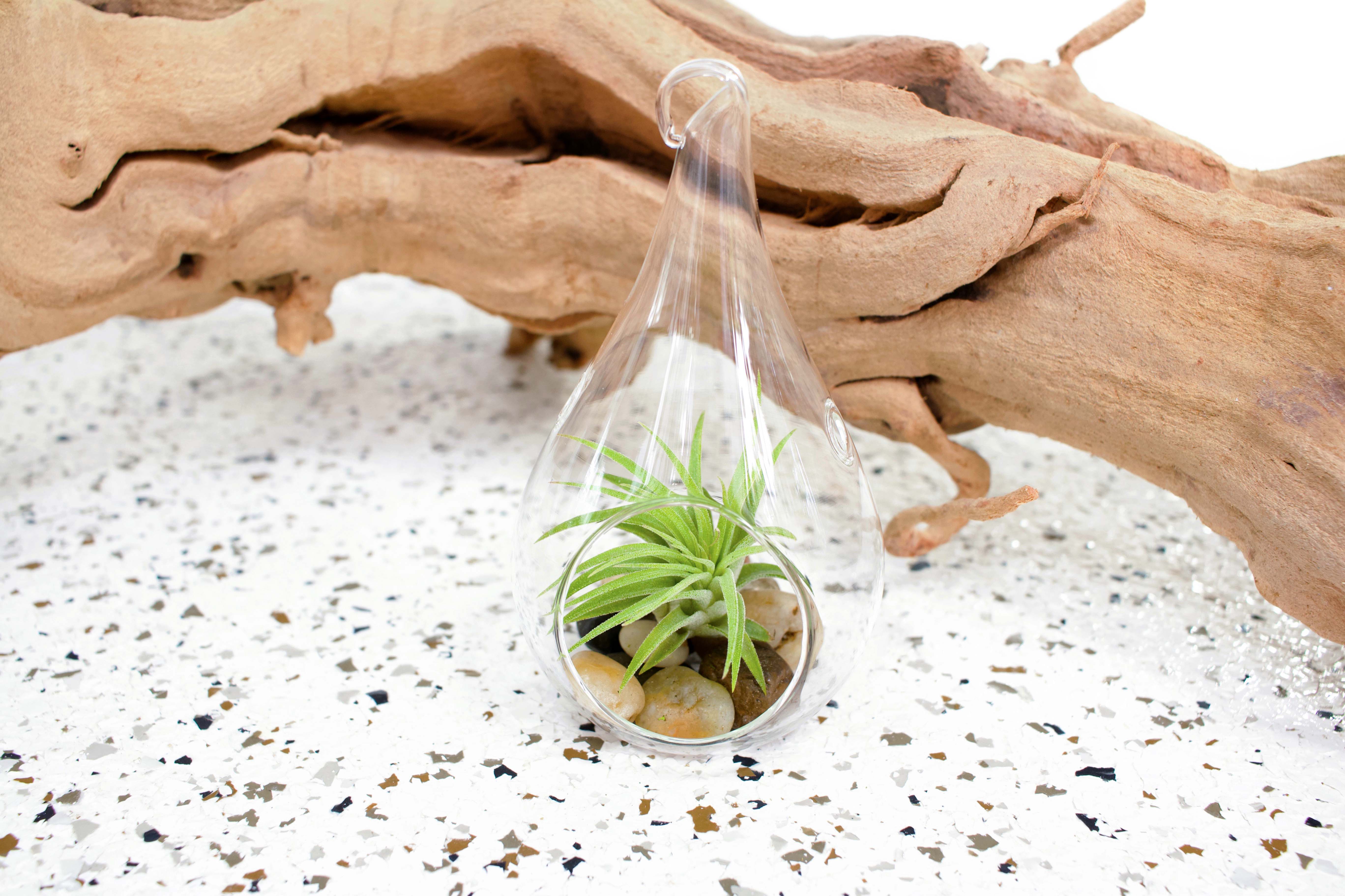 Air Plants Teardrop Terrarium & Mini Tillandsia Wholesale Air Plant
