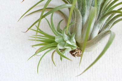 Starting An Air Plant Family With Pups