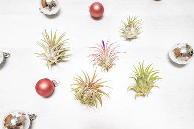 Air Plant City's Holiday Gift Guide