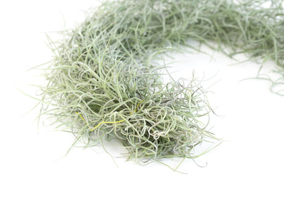 Air Plant Highlight: Spanish Moss