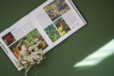 The Genus Tillandsia