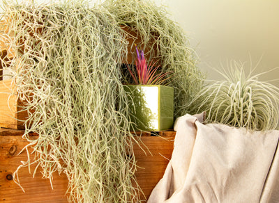 Shop Air Plant City This Valentine's Day