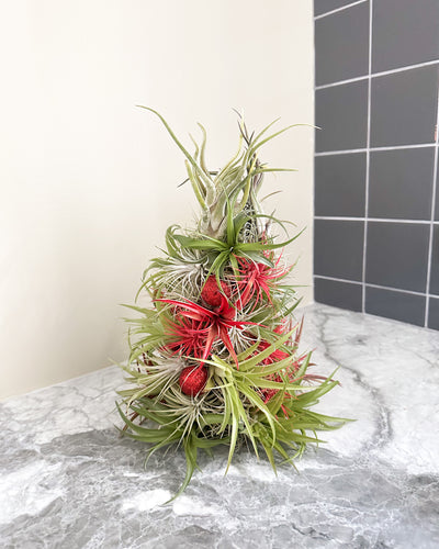 Air Plant Christmas Tree Care Guide