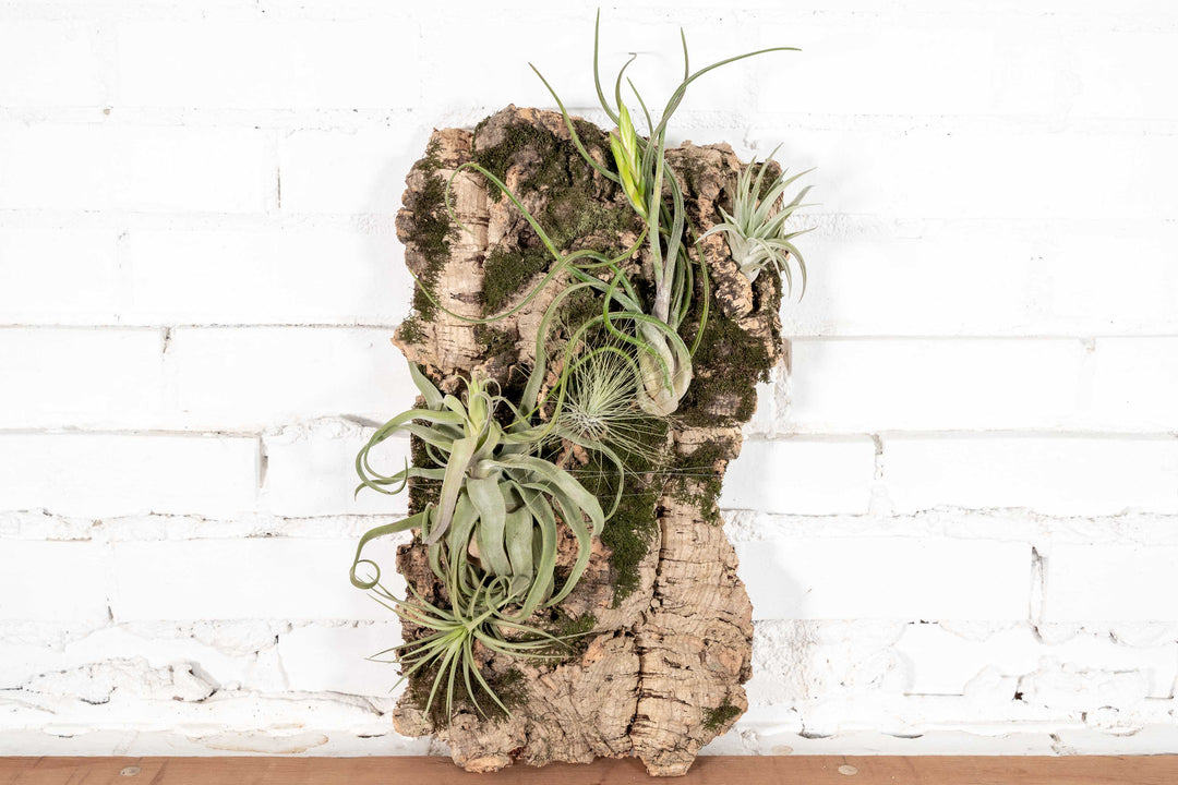 Cork Bark Care Guide: Cleaning, Watering, and Maintaining Cork Bark Displays