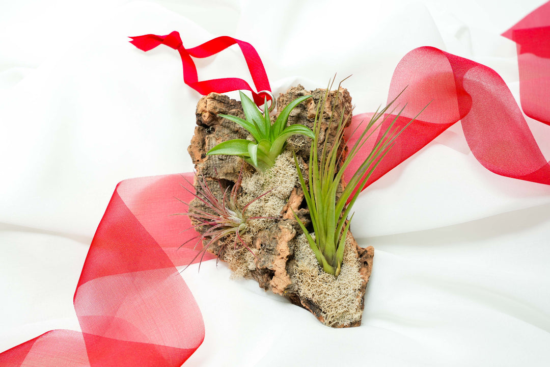 air plant tillandsia display premade cork bark