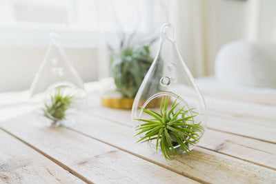 Air Plant Highlight: Tillandsia Ionantha