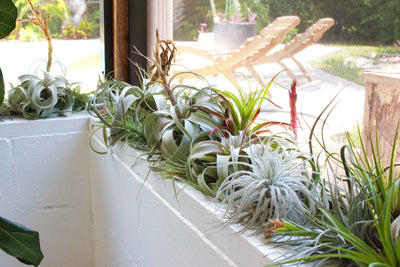 Winterizing Your Air Plants