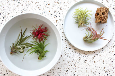 Receiving Your New Air Plants as Gifts