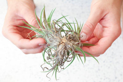 Help! My Air Plant is Dying...