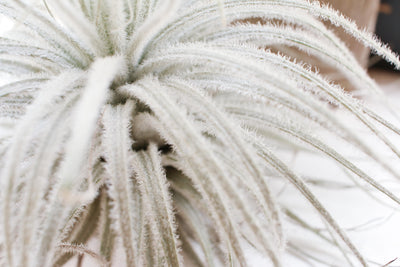 Air Plants & Trichomes