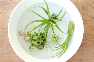 Air Plant Nutritional Needs and Fertilizer