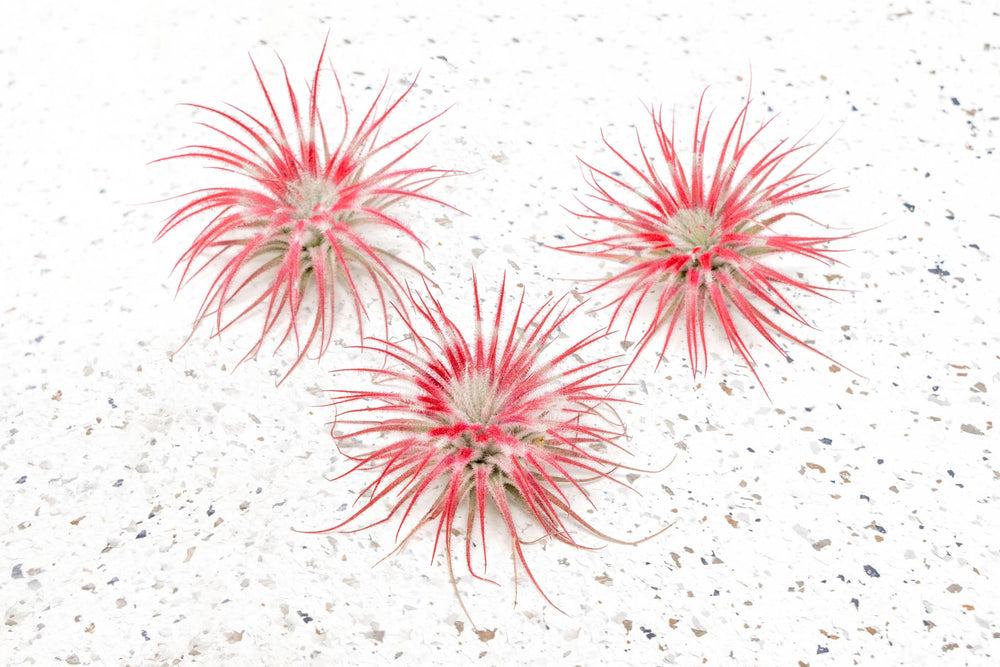 three peppermint inspired red painted tillandsia tectorum air plants