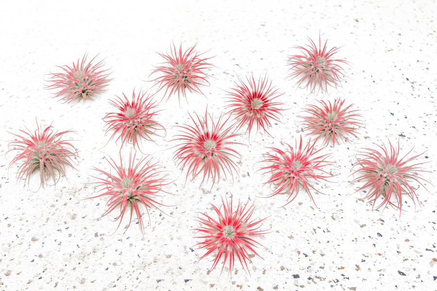 12 red swirled color enhanced tillandsia tectorum