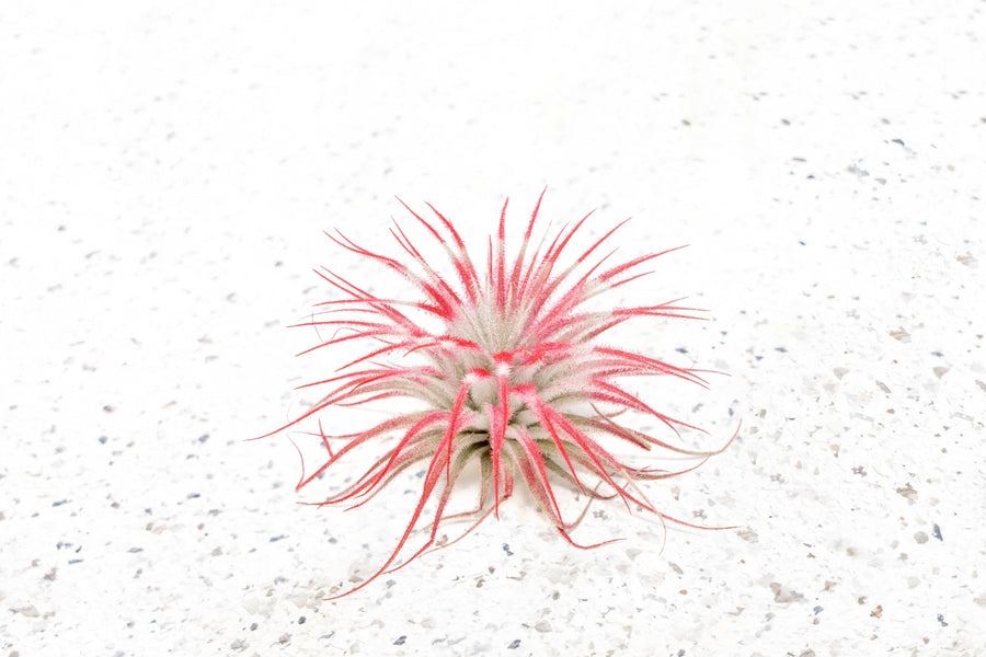 peppermint inspired red painted tillandsia tectorum air plant