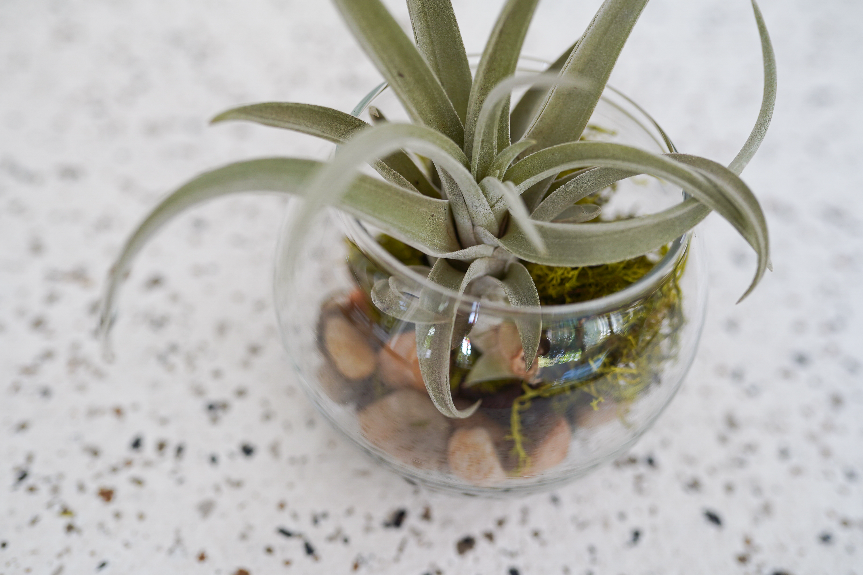 Air Plant Tillandsia Gifts, Displays, Holders & Terrariums – Air Air Plant Tillandsia Gifts, Displays, Holders & Terrariums – Air
