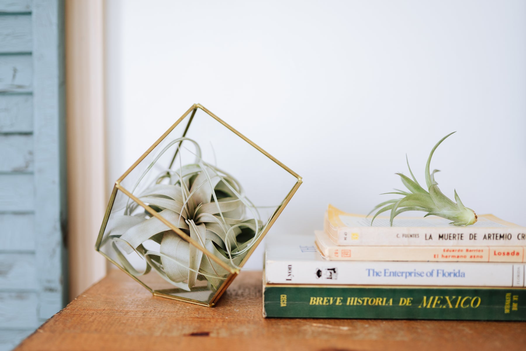 Tillandsia Air Plants Displays on a Shelf with Books