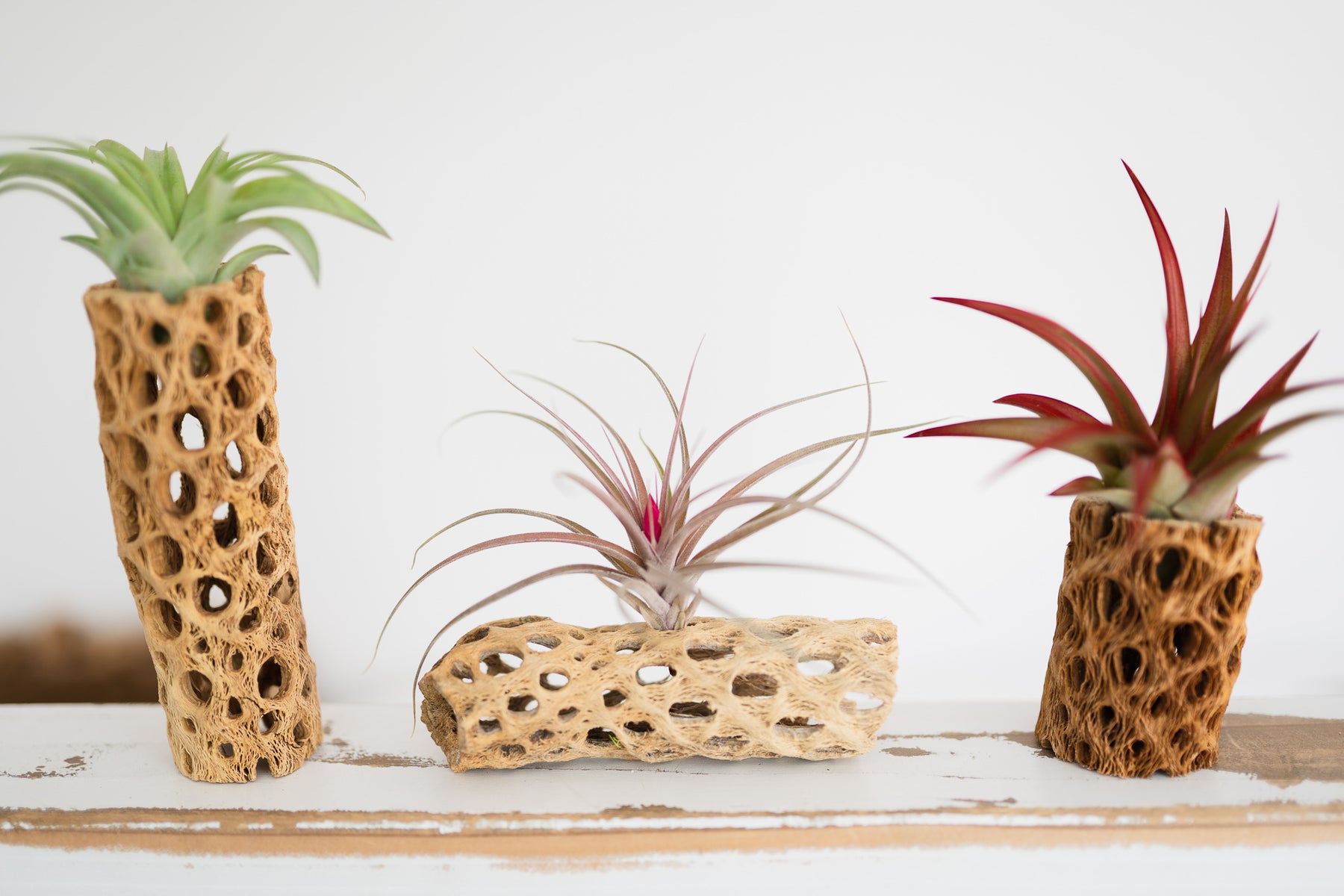 3 Cholla Cactus Skeleton Containers with Assorted Air Plants