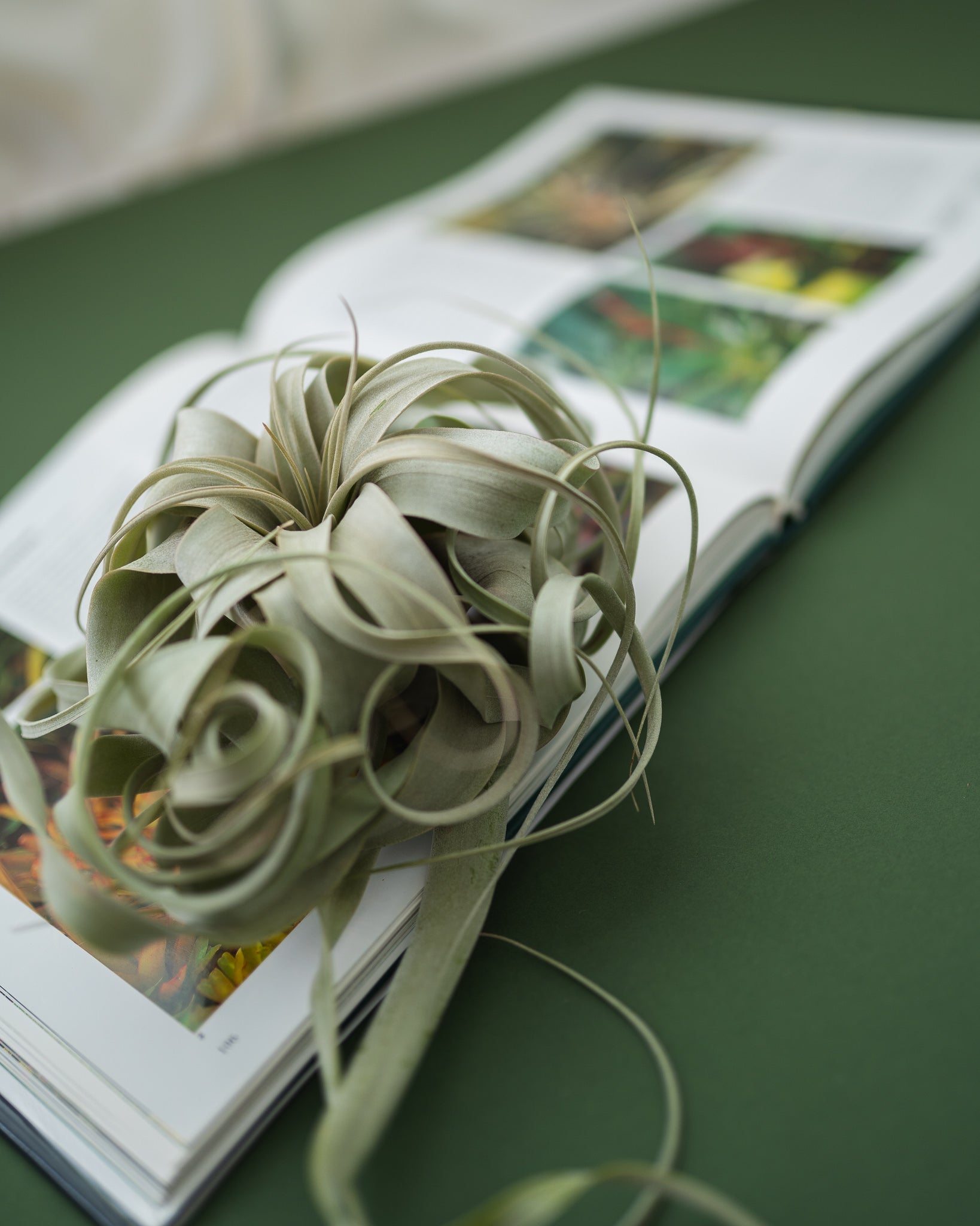Tillandsia Xerographica Air Plant Displayed on an Open Book