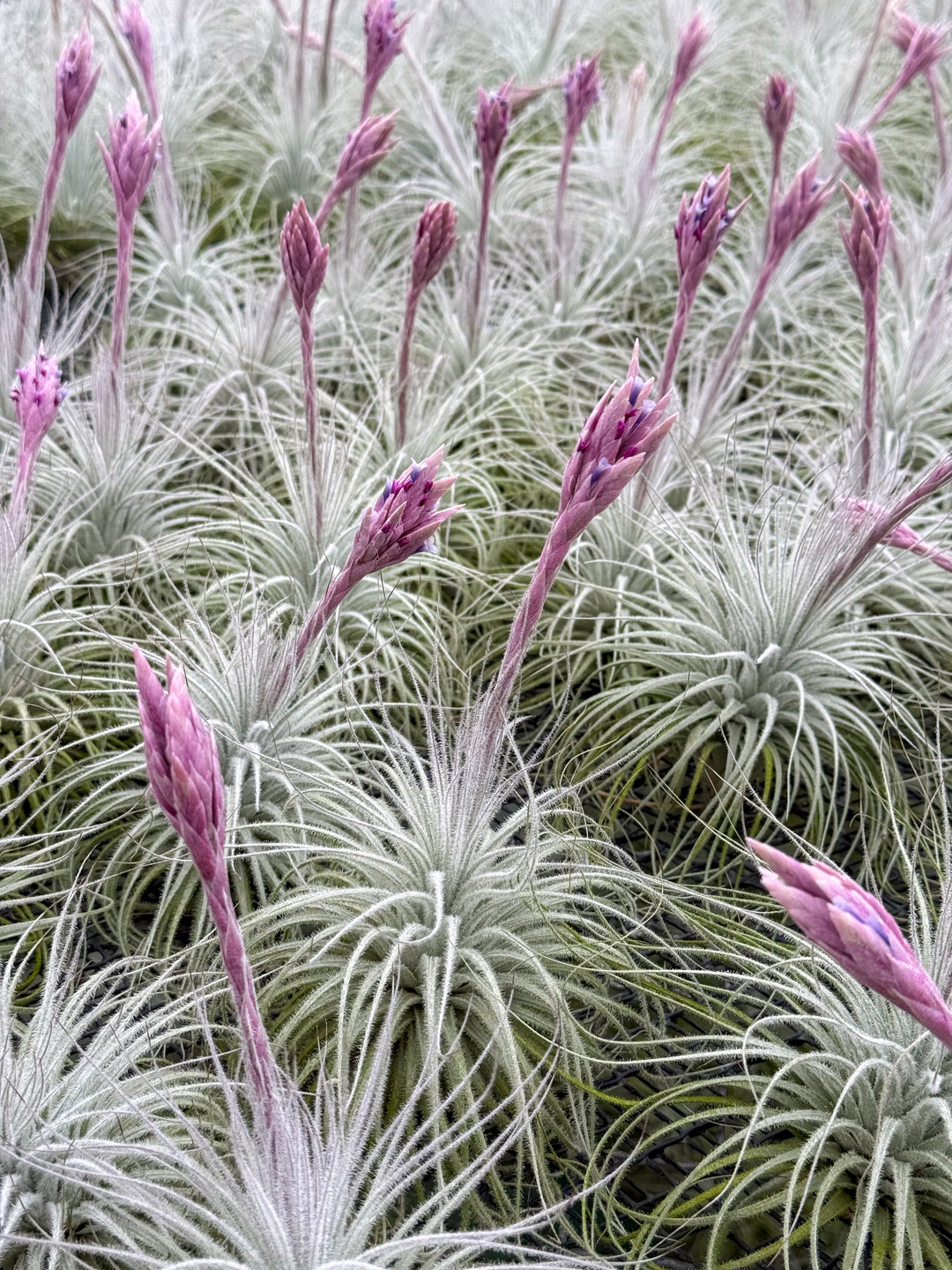 air plant tectorum In Bloom