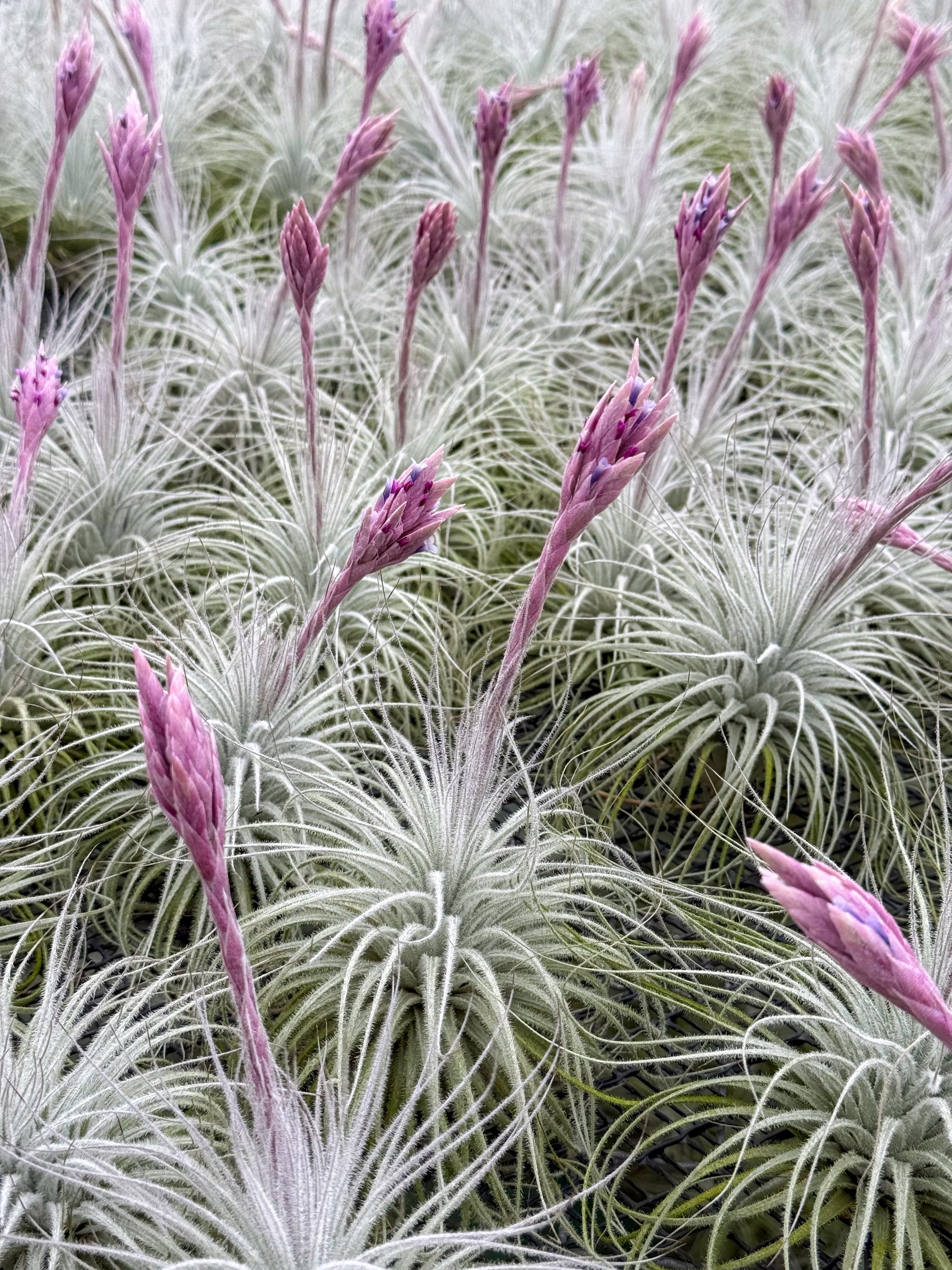 tectorum ecuador air plant In Bloom