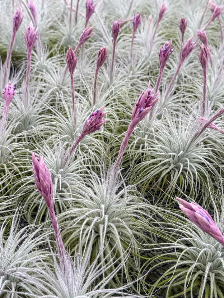 In Bloom - XL Tillandsia Tectorum Ecuador Air Plant