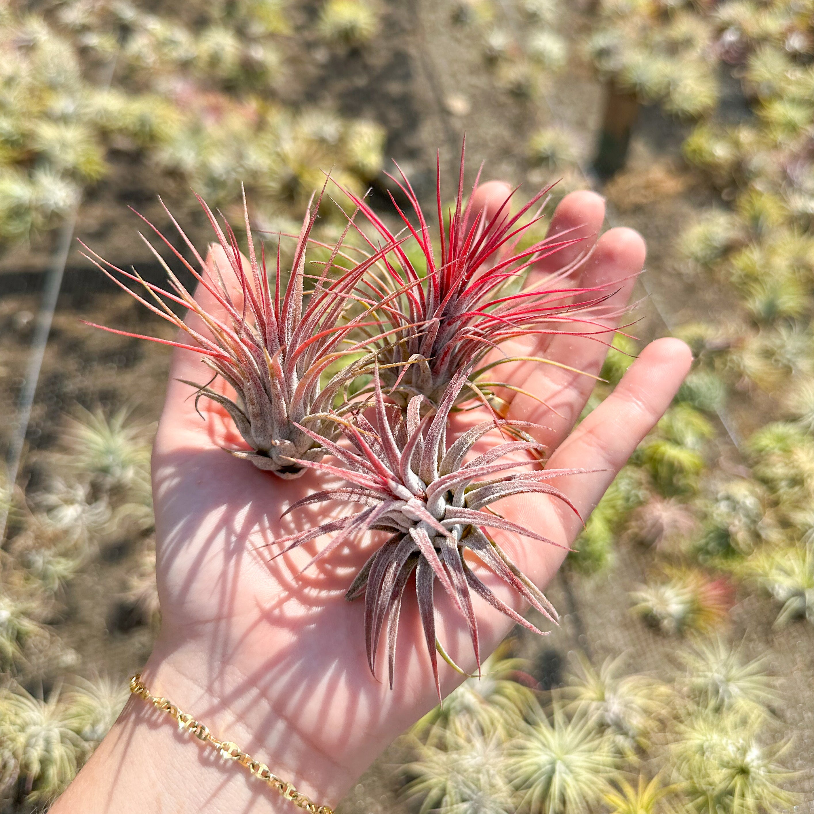 Air Plant Tillandsia Gifts, Displays, Holders & Terrariums – Air
