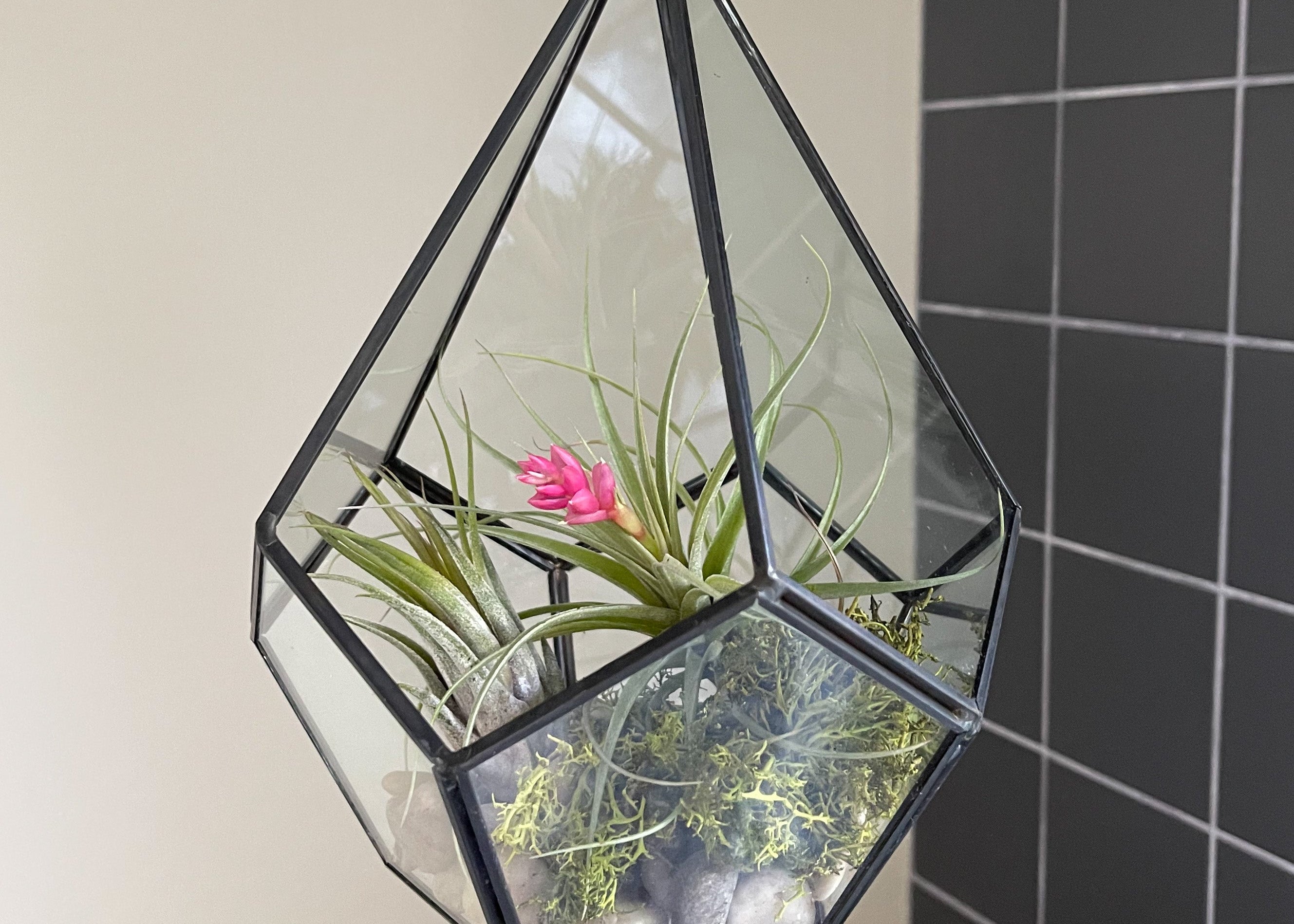 Air Plant Tillandsia Gifts, Displays, Holders & Terrariums – Air