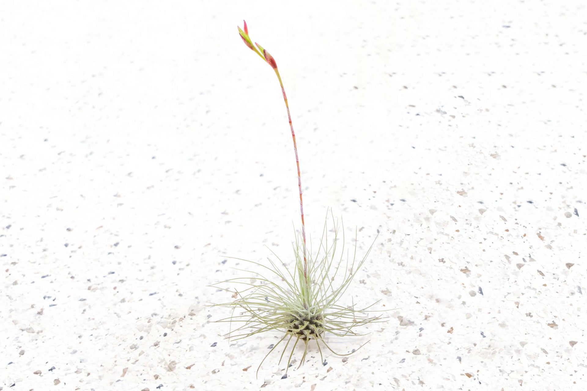cat grass planter Cat Grass Planter main image 0