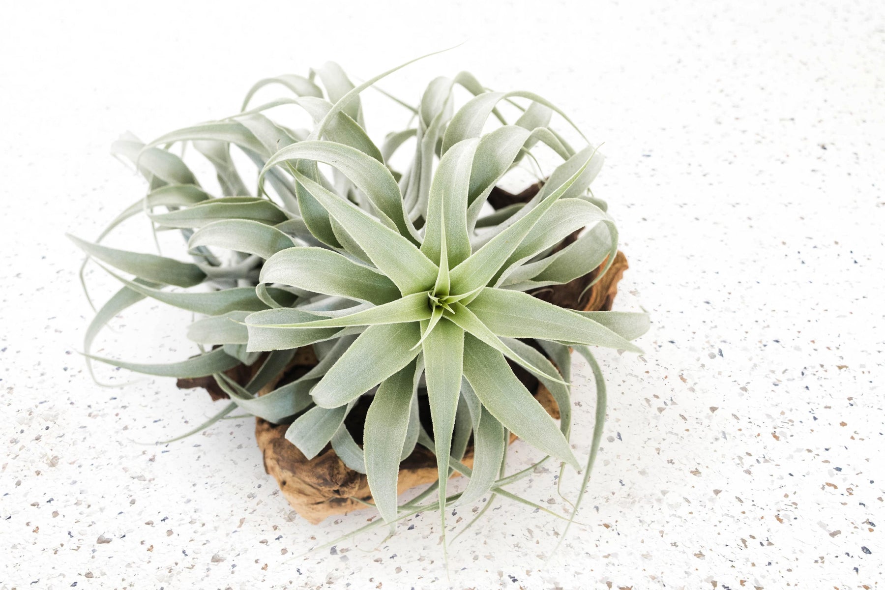 air plants real Air Plants