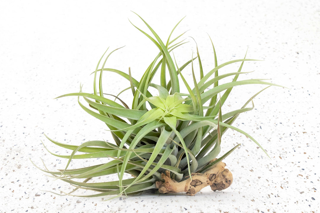 capitata air plant Tillandsia Capitata Salmon Air Plants, Small