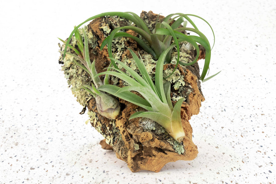 air plant cork Medium Rustic Cork Bark Slab with Assorted Air Plants + Waterproof Glue