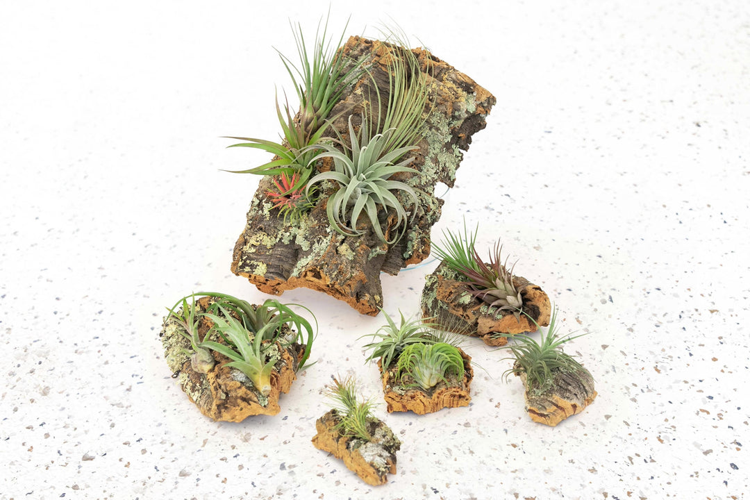 cork hanging planter Wholesale