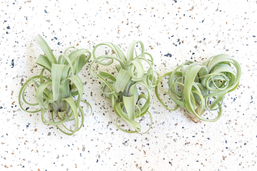 curly slim air plant care Air Plants
