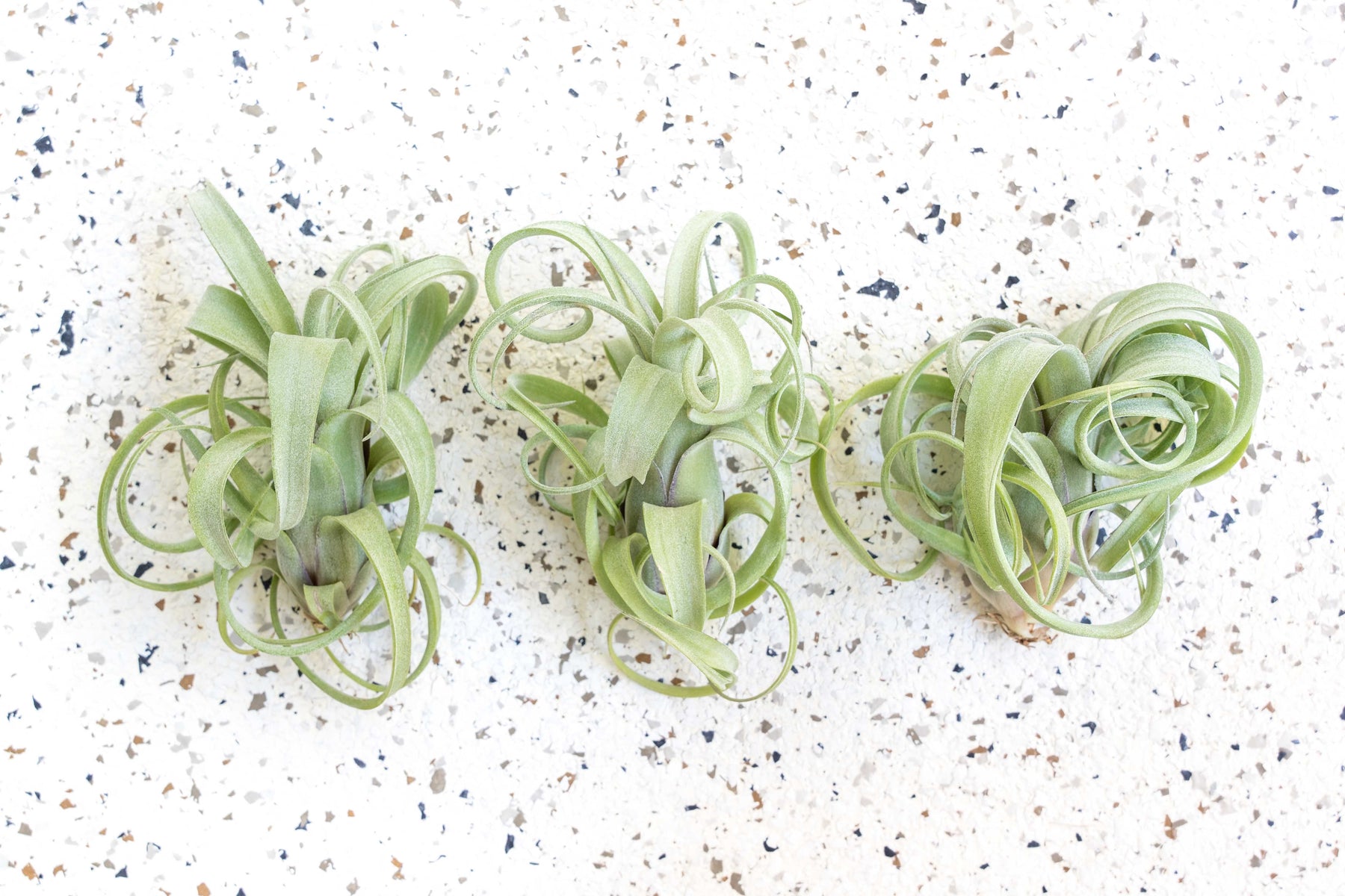curly locks air plant Air Plants