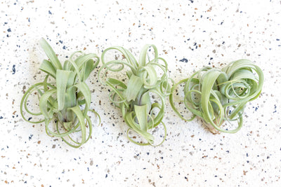 Wholesale - Tillandsia Curly Slim Air Plants