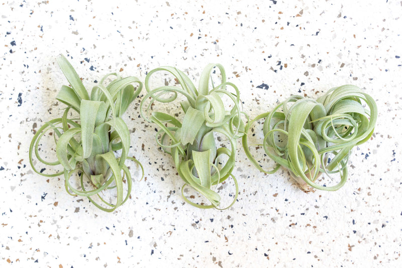 Wholesale - Tillandsia Curly Slim Air Plants
