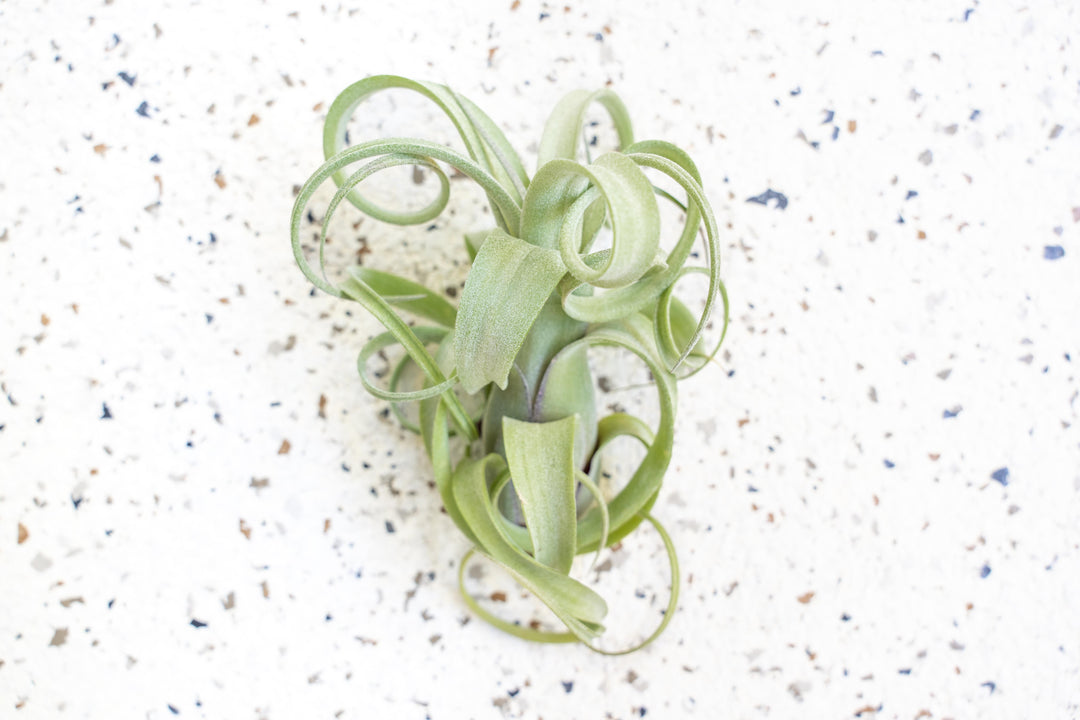 curly air plant Wholesale